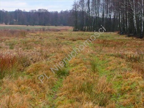 Działka rolna na sprzedaż Budy Przytockie 2 700m2 Foto 9