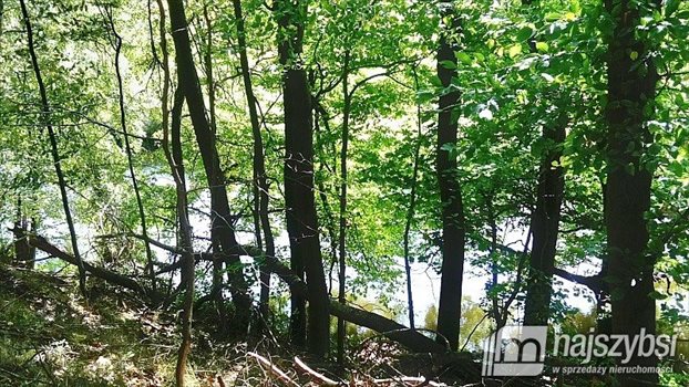 Działka siedliskowa na sprzedaż Kolincz, obrzeża 4 900m2 Foto 13