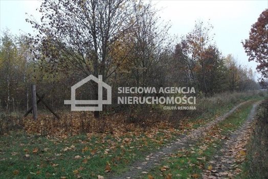 Działka leśna na sprzedaż Stare Gronowo 49 000m2 Foto 5