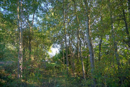 Działka komercyjna na sprzedaż Radziejowice-Parcel 3 900m2 Foto 10