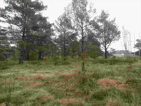 Działka budowlana na sprzedaż Kamień, Beżowa 1 152m2 Foto 5