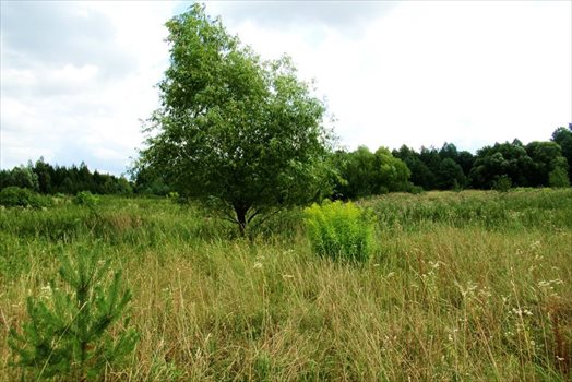 Działka inna na sprzedaż Mrozy Wielkie 7 111m2 Foto 6