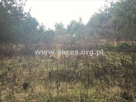 Działka budowlana na sprzedaż Łoś, Łoś 1 000m2 Foto 5