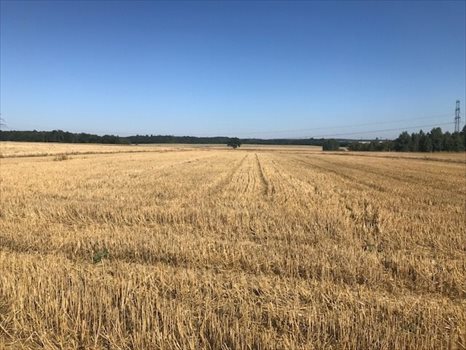 Działka budowlana na sprzedaż Siekierczyn 1 169m2 Foto 4