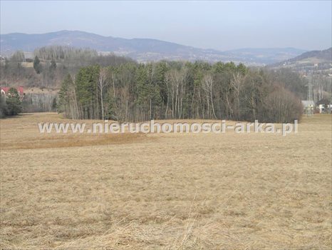 Działka budowlana na sprzedaż Lipowe 5 000m2 Foto 1