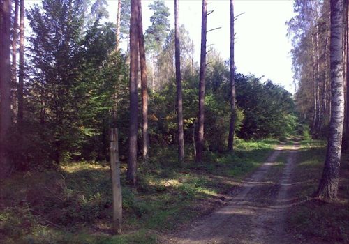 Działka siedliskowa na sprzedaż Rybical 40 936m2 Foto 5