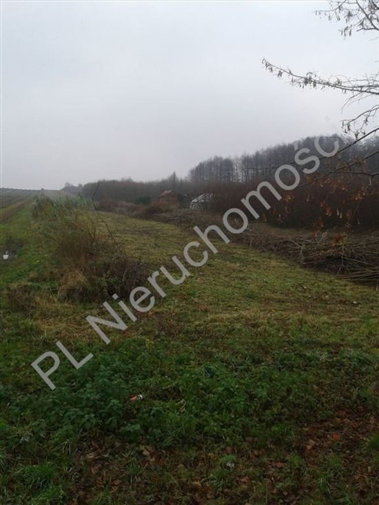 Działka budowlana na sprzedaż Stare Rowiska 19 800m2 Foto 1