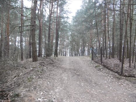 Działka budowlana na sprzedaż Skubianka, Korzenna 983m2 Foto 9