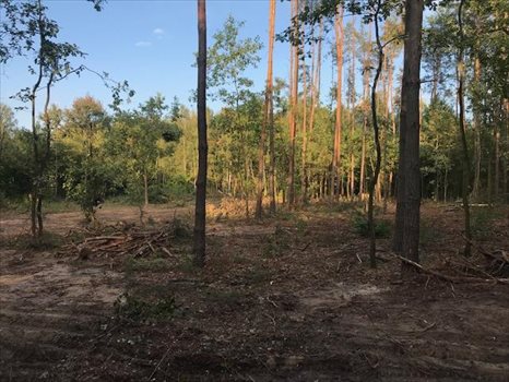 Działka leśna na sprzedaż Wiązowna 5 700m2 Foto 3