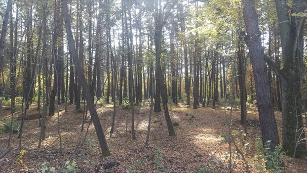 Działka leśna z prawem budowy na sprzedaż Piaseczno, Aleja Kalin 4 746m2 Foto 1