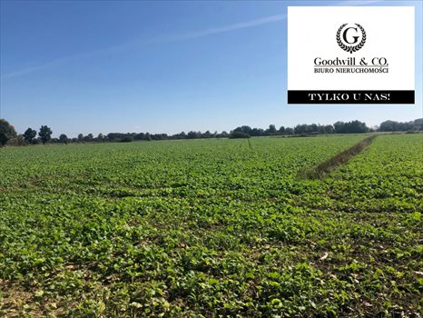 Działka przemysłowo-handlowa na sprzedaż Gdańsk, Świbno, Kempingowa 22 000m2 Foto 4