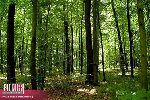 Działka leśna na sprzedaż Lipusz 182 000m2 Foto 1