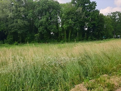 Działka rolna pod dzierżawę Chojna 2 013m2 Foto 2