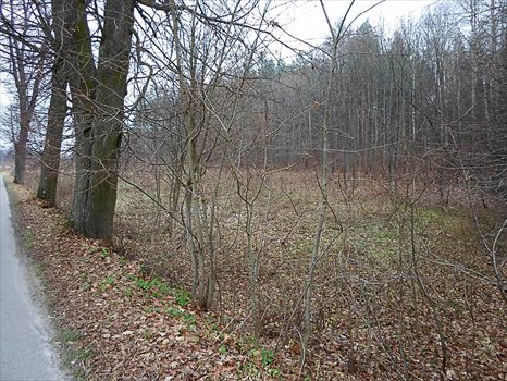 Działka budowlana na sprzedaż Tumiany 4 482m2 Foto 5