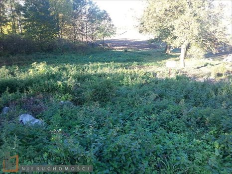 Działka budowlana na sprzedaż Więcławice Dworskie 9 956m2 Foto 3