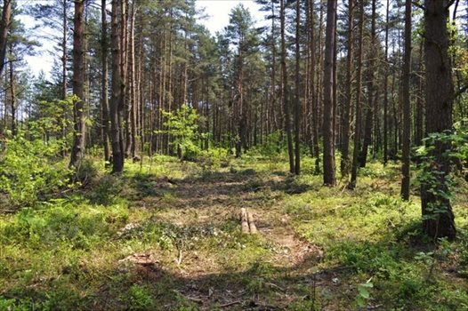 Działka rekreacyjna na sprzedaż Żarki-Letnisko 1 000m2 Foto 4