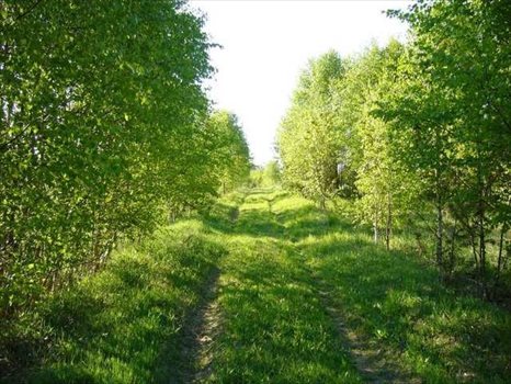 Dom na sprzedaż Trzcianka 894m2 Foto 3