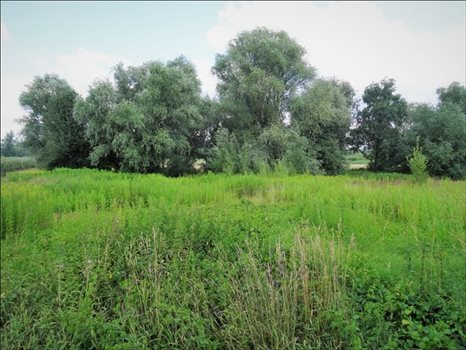 Działka budowlana na sprzedaż Dębówka, Dębówka, Dębówka 23 300m2 Foto 1