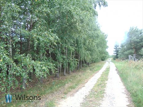 Działka budowlana na sprzedaż Pawłowice, Jodłowa 20 000m2 Foto 5