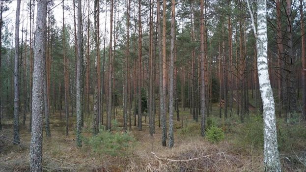 Dom na sprzedaż Dobry Las 110m2 Foto 3