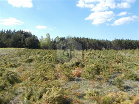 Działka leśna na sprzedaż Sikorzyno, Stara Sikorska Huta 28 000m2 Foto 2
