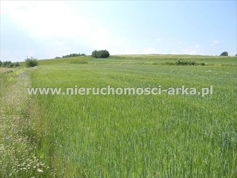 Działka rolna na sprzedaż Stare Rybie 7 200m2 Foto 3