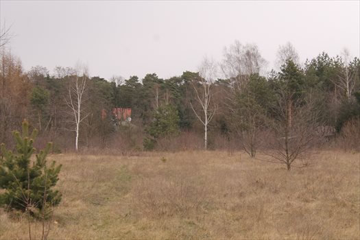 Działka rolna na sprzedaż Konstantynów Łódzki, Żabiczki 11 000m2 Foto 11