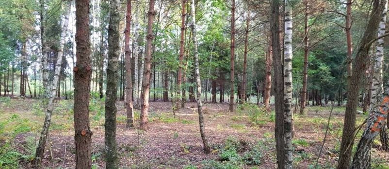Działka rekreacyjna na sprzedaż Ojrzanów, Tarczyńska 1 000m2 Foto 1