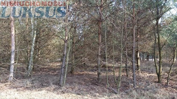 Działka budowlana na sprzedaż Łoś, Łoś 1 000m2 Foto 6