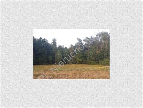 Działka rolna na sprzedaż Rososz 13 000m2 Foto 5