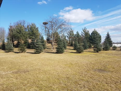 Lokal użytkowy na sprzedaż Świętajno 4 700m2 Foto 13