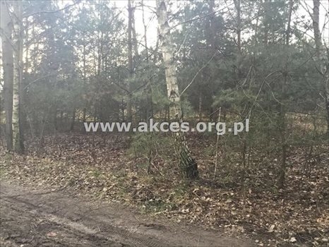 Działka budowlana na sprzedaż Łoś, Łoś 1 000m2 Foto 3