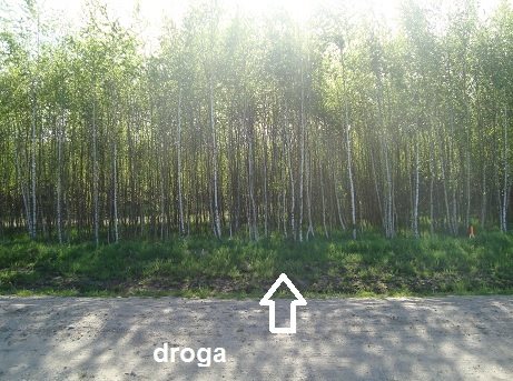 Działka rekreacyjna na sprzedaż Gogolewo 1 572m2 Foto 5