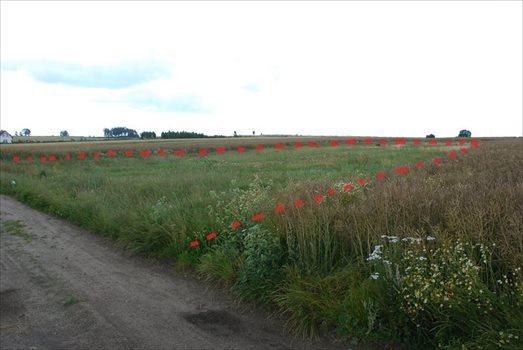 Działka budowlana na sprzedaż Głobino, Głobino 2 500m2 Foto 2