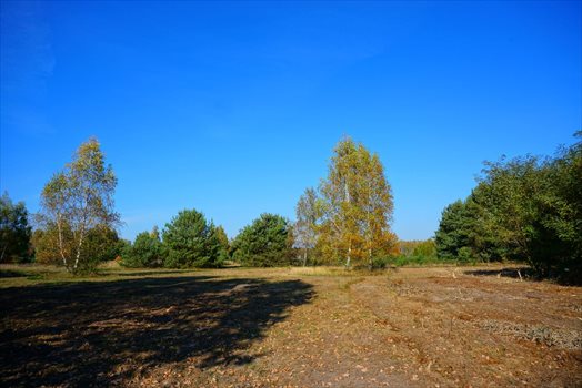 Działka budowlana na sprzedaż Jastrzębnik 1 500m2 Foto 8