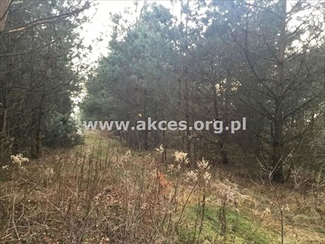 Działka budowlana na sprzedaż Łoś, Łoś 1 900m2 Foto 2
