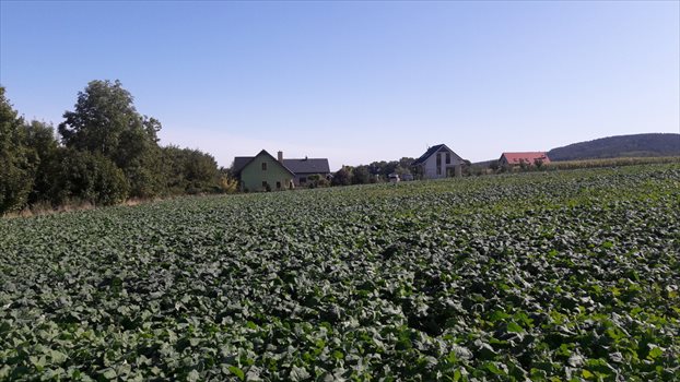 Działka budowlana na sprzedaż Będkowice 802m2 Foto 8