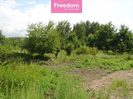 Działka budowlana na sprzedaż Cisy 1 146m2 Foto 4