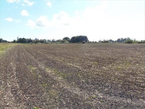 Działka inna na sprzedaż Nowy Dwór Gdański, Zagonowa 9 066m2 Foto 5