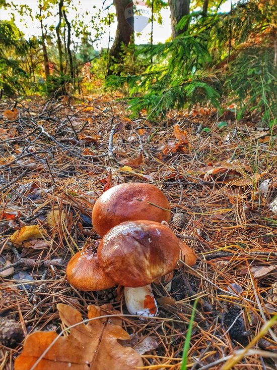 Działka rekreacyjna na sprzedaż Stare Załubice 2 000m2 Foto 6