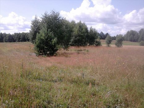 Działka budowlana na sprzedaż Pogorzelec 1 535m2 Foto 7