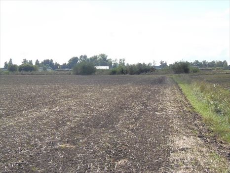 Działka inna na sprzedaż Nowy Dwór Gdański, Zagonowa 9 066m2 Foto 8