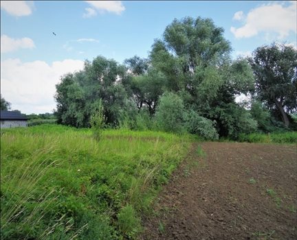 Działka budowlana na sprzedaż Dębówka, Dębówka, Dębówka 23 300m2 Foto 4