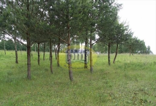 Działka budowlana na sprzedaż Dąbrówki 5 250m2 Foto 3
