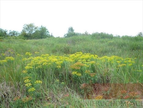 Działka siedliskowa na sprzedaż Nienawiszcz 13 638m2 Foto 3
