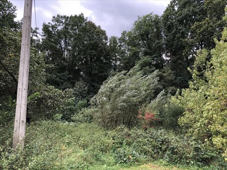 Działka budowlana na sprzedaż Otwock, Mlądzka 3 700m2 Foto 5