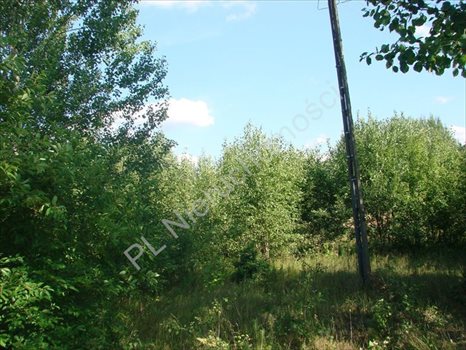 Działka rolna na sprzedaż Wólka Jeżewska 54 000m2 Foto 5