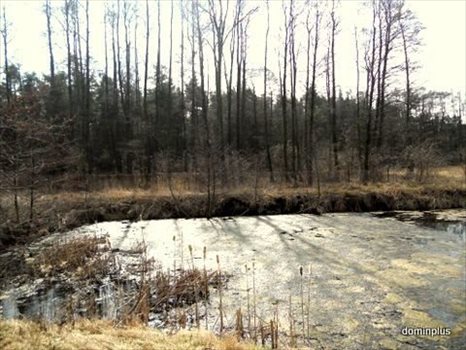 Działka inna na sprzedaż Brzozówka 3 500m2 Foto 3