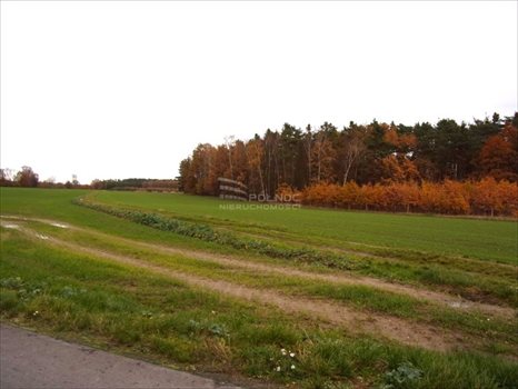 Lokal użytkowy na sprzedaż Golnice 200 000m2 Foto 4