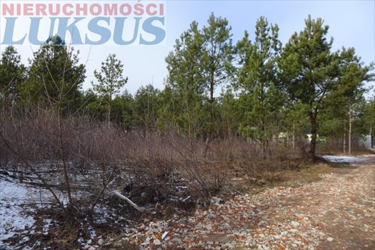 Działka budowlana na sprzedaż Łoś, Łoś 1 000m2 Foto 4